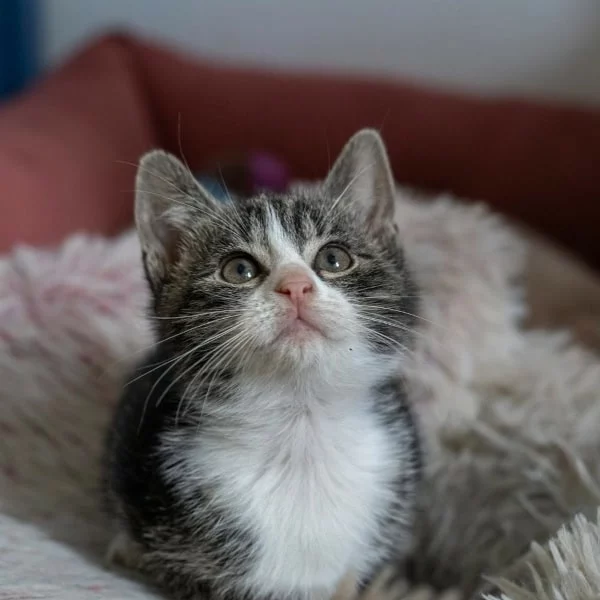 Winnie, chat adopté en 2025 grâce aux ti'chats