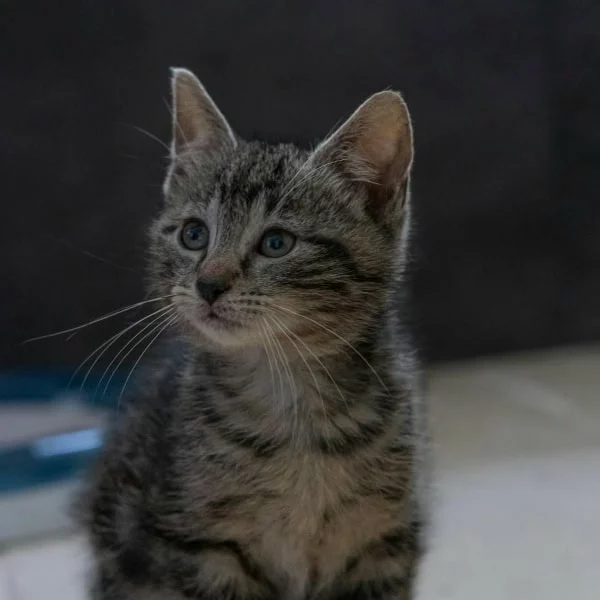 Mavis, chat adopté en 2025 grâce aux ti'chats