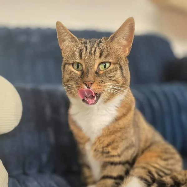 Valhalla, chat recueilli par Les ti'chats