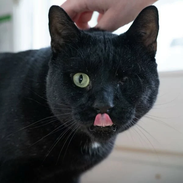 Patrick, chat adopté en 2025 grâce aux ti'chats