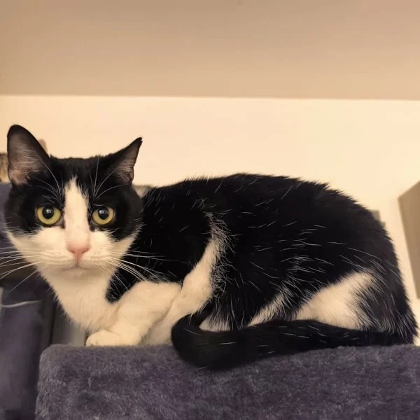 Rumba RJ Rumba RJ, chat femelle noir et blanc recueilli par Les ti'chats