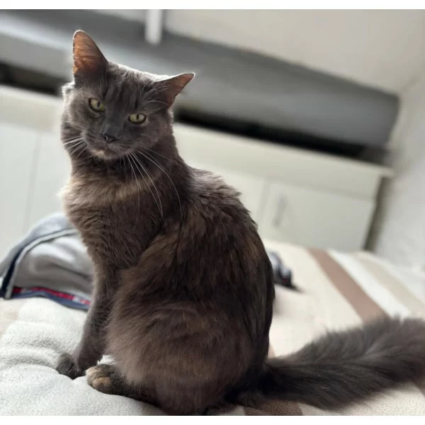 Suika, chat recueilli par Les ti'chats
