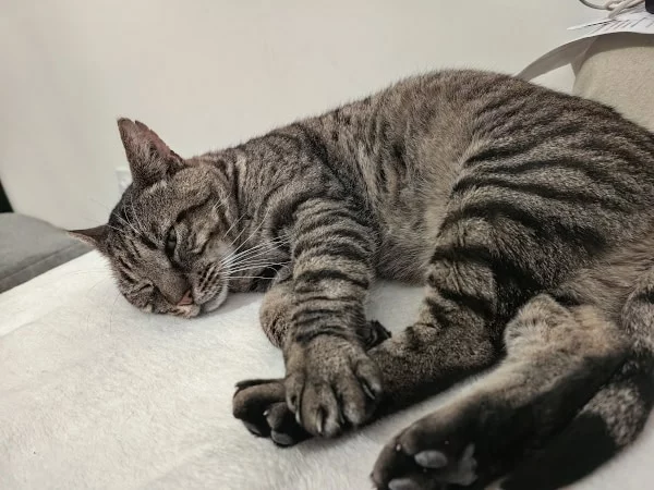Vercingétorix, chat recueilli par Les ti'chats