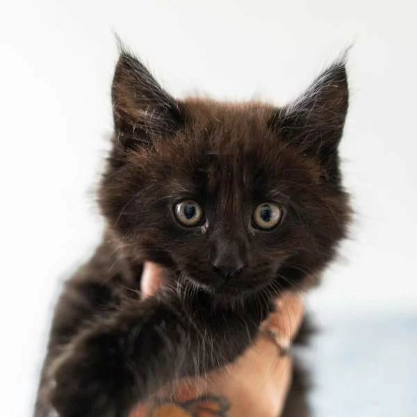 Aizen, chat adopté en 2025 grâce aux ti'chats