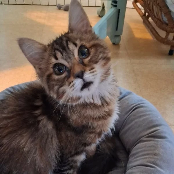Yamal Yamal, chat femelle Tabby recueilli par Les ti'chats