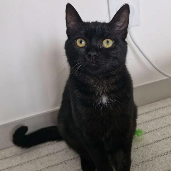 Kaïta de la luna, chat recueilli par Les ti'chats