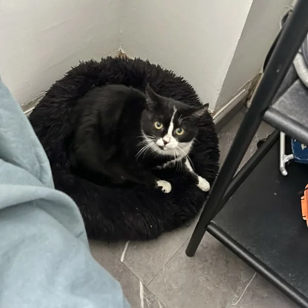Lutti de la Luna, chat recueilli par Les ti'chats