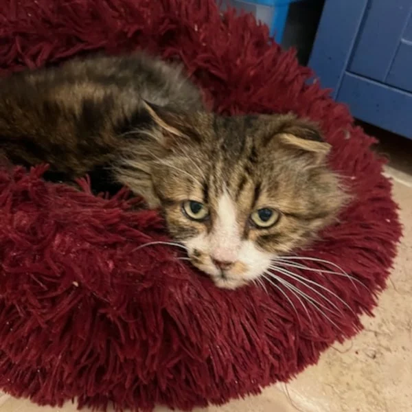 Alwin Alwin de Carrouf, chat mâle tabby gris et blanc recueilli par Les ti'chats