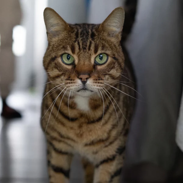 Dragibus, chat mâle tabby recueilli par Les ti'chats