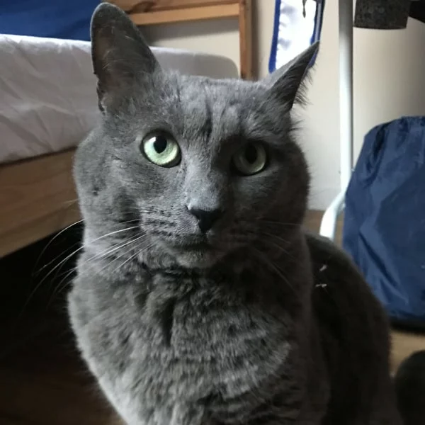 Fillou, chat recueilli par Les ti'chats