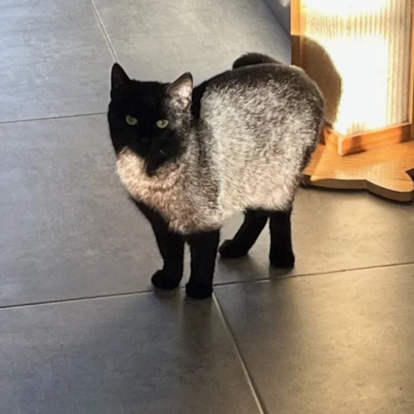 Haribo, chat femelle noir recueilli par Les ti'chats