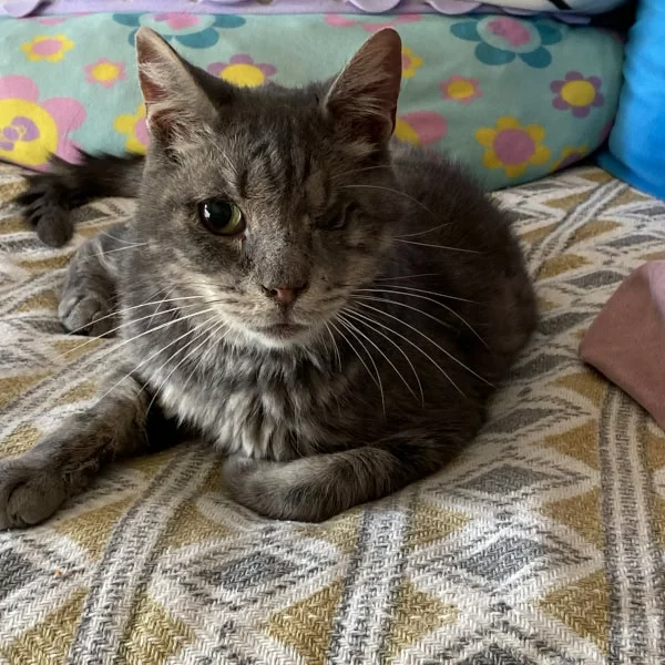 Oli Oli, chat mâle tabby recueilli par Les ti'chats