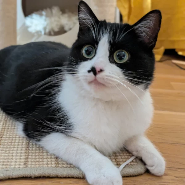 Aloé, chat femelle noir et blanc recueilli par Les ti'chats