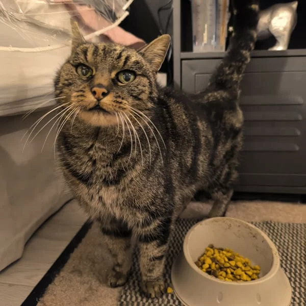 Tali, chat femelle Tabby recueilli par Les ti'chats