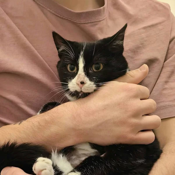 Aïka de la Luna, chat recueilli par Les ti'chats