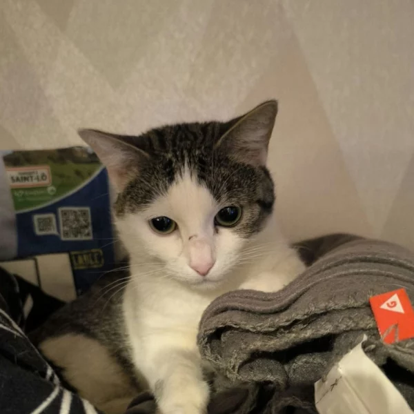 Merlin, chat recueilli par Les ti'chats