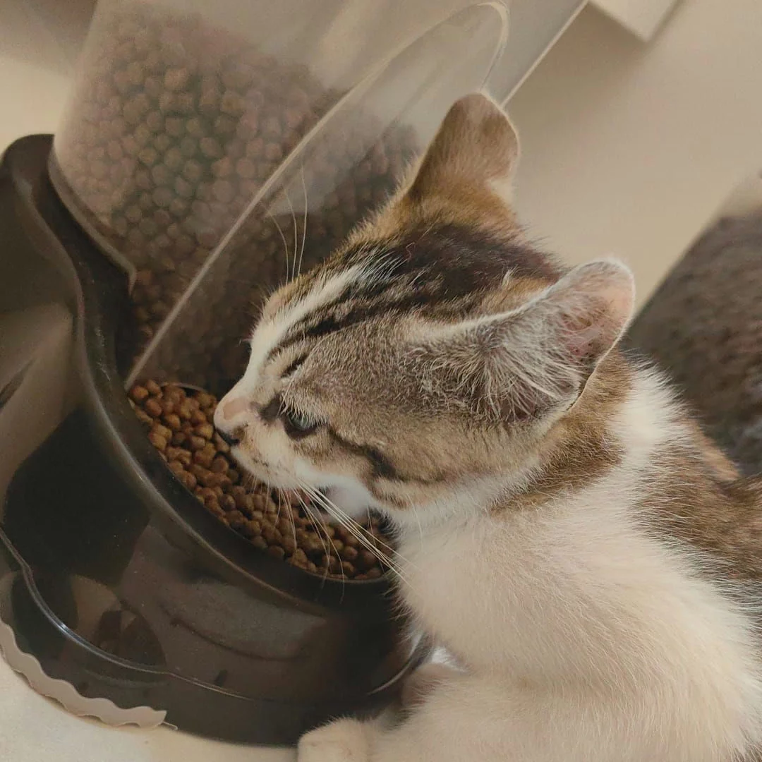 Arres, chat adopté en 2025 grâce aux ti'chats
