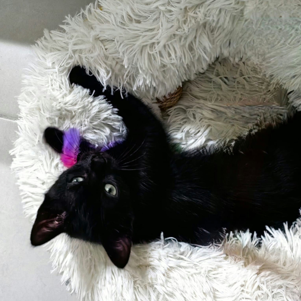 lestichats-athena_road