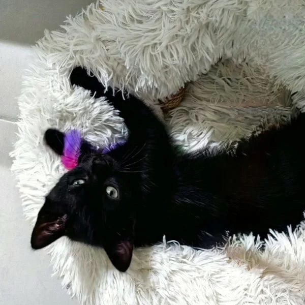 Athéna Road, chat adopté en 2025 grâce aux ti'chats