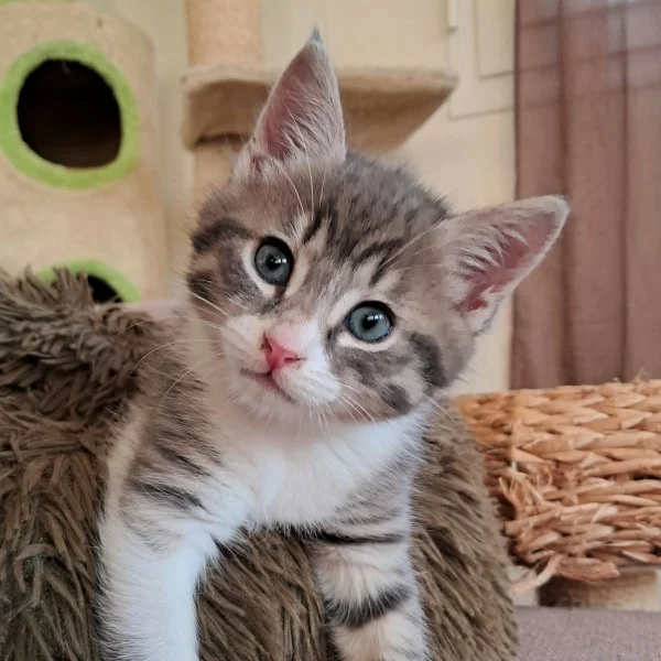 Bandit, chat adopté en 2025 grâce aux ti'chats
