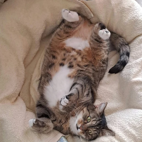 Blandine, chat adopté en 2025 grâce aux ti'chats