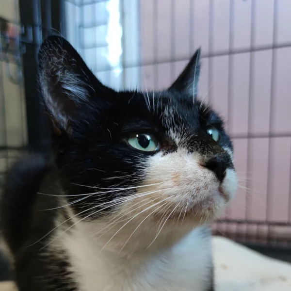 Câlinou, chat recueilli par Les ti'chats