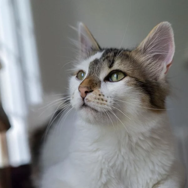 Carroll Shelby, chat adopté en 2025 grâce aux ti'chats