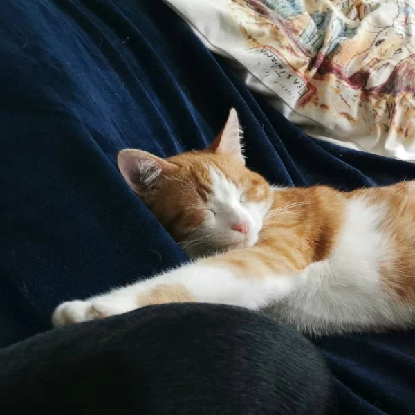 César César, chat mâle roux et blanc recueilli par Les ti'chats
