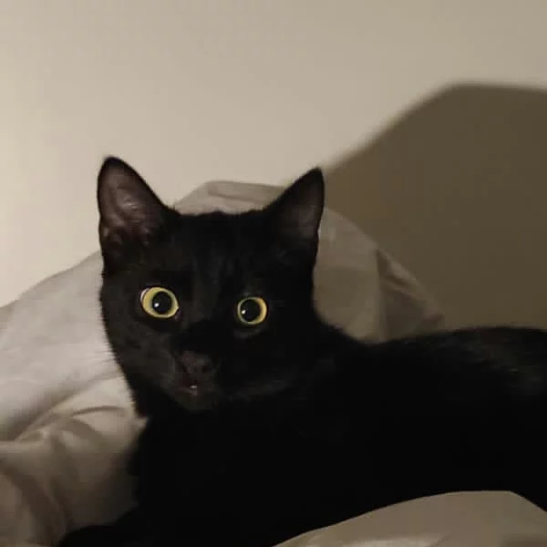 Darius, chat adopté via Les ti'chats