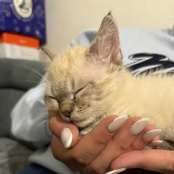 Figaro, chat adopté en 2025 grâce aux ti'chats