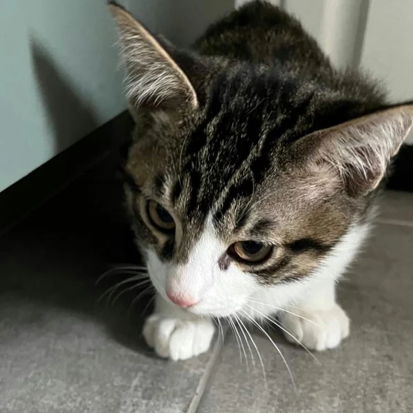 Merlin, chat recueilli par Les ti'chats