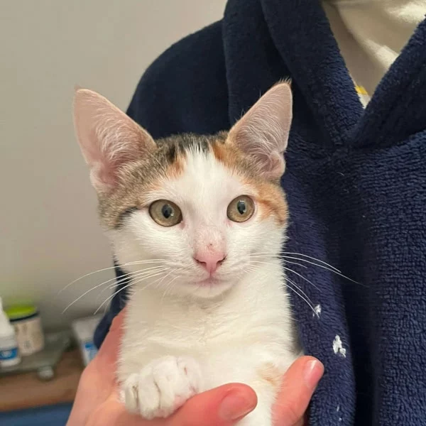 Hard Skull, chat adopté en 2025 grâce aux ti'chats