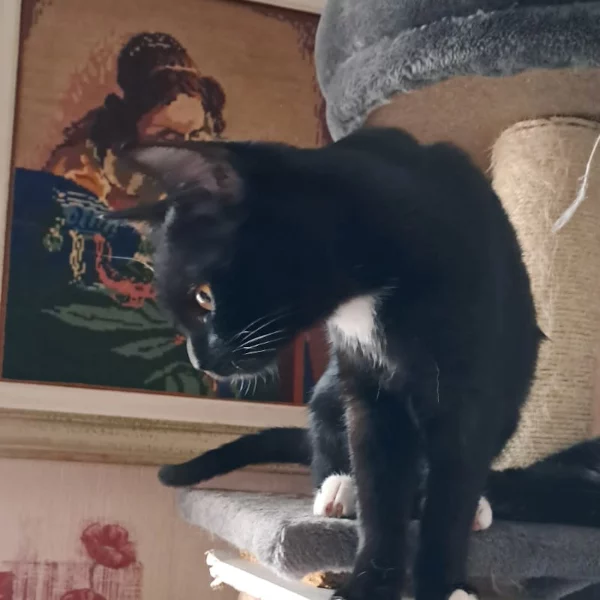 Hécate, chat adopté en 2025 grâce aux ti'chats