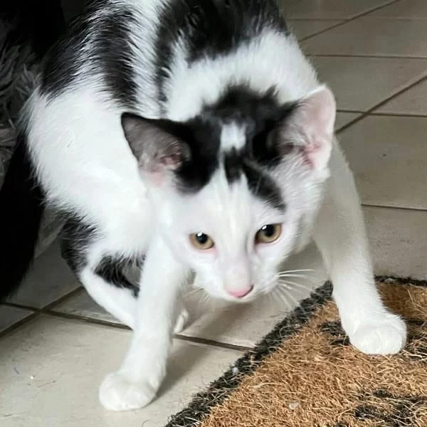 Hit Head, chat adopté en 2025 grâce aux ti'chats