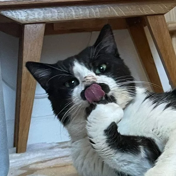 Hyacynth, chat adopté en 2025 grâce aux ti'chats