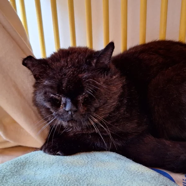Jacob, chat adopté en 2025 grâce aux ti'chats