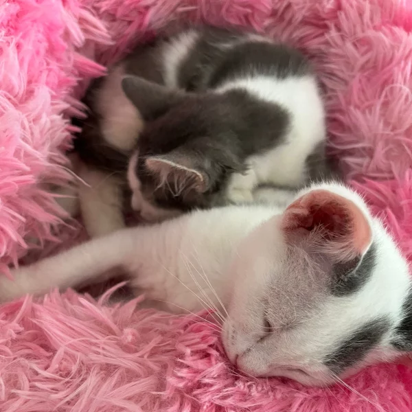 Averell, chat adopté en 2025 grâce aux ti'chats
