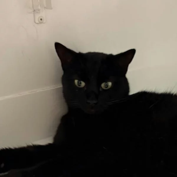 Junon, chat adopté en 2025 grâce aux ti'chats