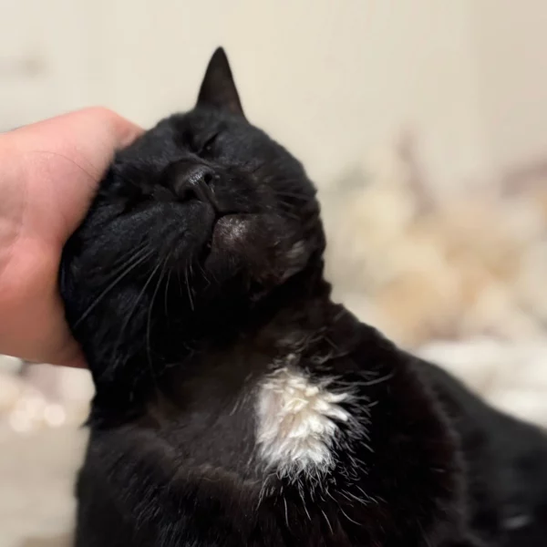 Kassy, chat adopté en 2025 grâce aux ti'chats