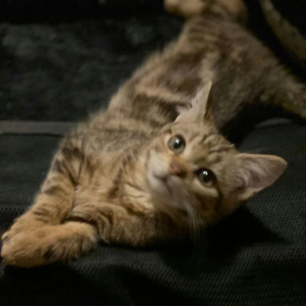 Levi, chat adopté via Les ti'chats