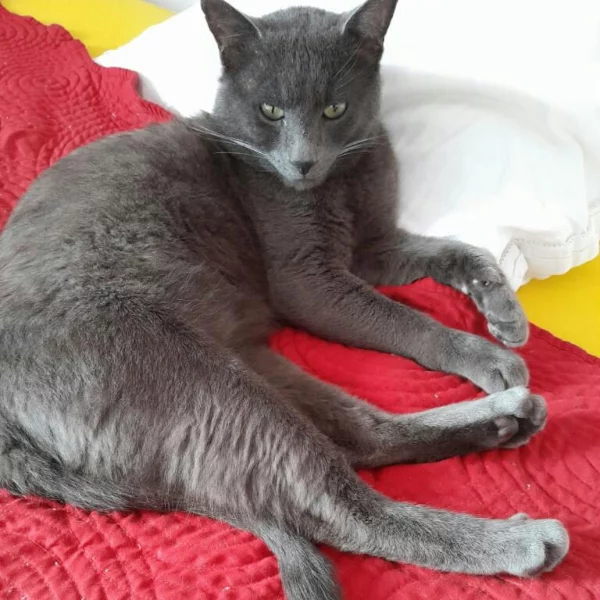Lozère, chat adopté en 2025 grâce aux ti'chats