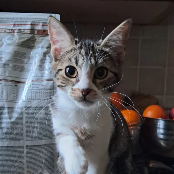 Médée, chat adopté en 2025 grâce aux ti'chats