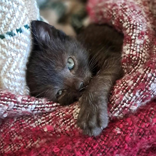 Merlin Merlin, chat recueilli par Les ti'chats