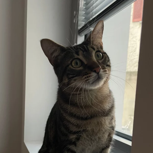 Noctali, chat adopté en 2025 grâce aux ti'chats