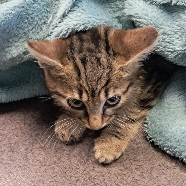 Olia, chat adopté en 2025 grâce aux ti'chats