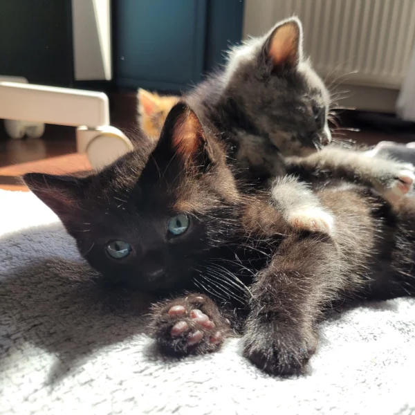 Preto, chat adopté en 2025 grâce aux ti'chats