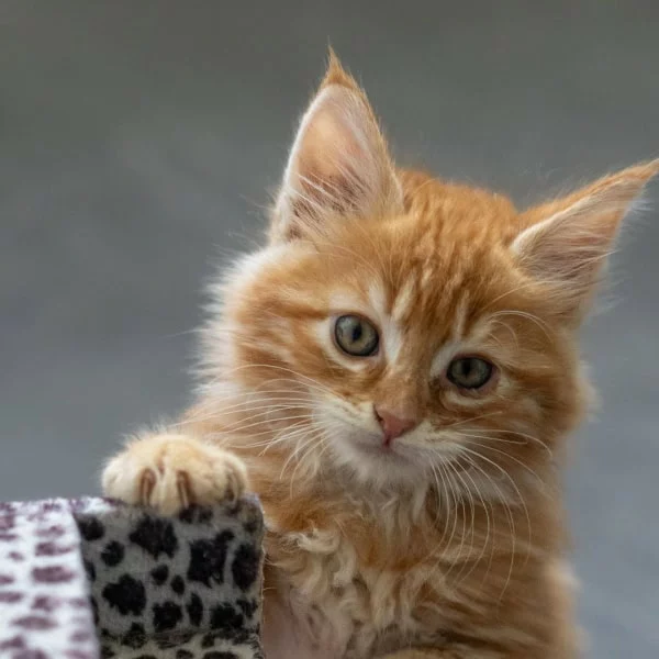 Kira, chat adopté en 2025 grâce aux ti'chats