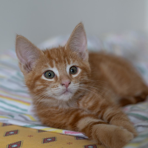 lestichats-sakourasson_mitsu