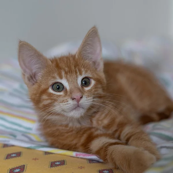 Mitsu, chat adopté en 2025 grâce aux ti'chats