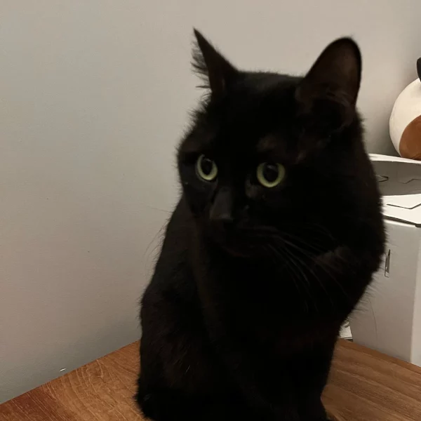 Scooby, chat adopté en 2025 grâce aux ti'chats